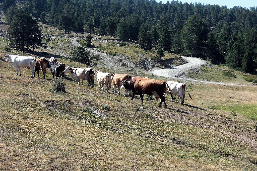 13 Alpeggio al lago Nero.JPG